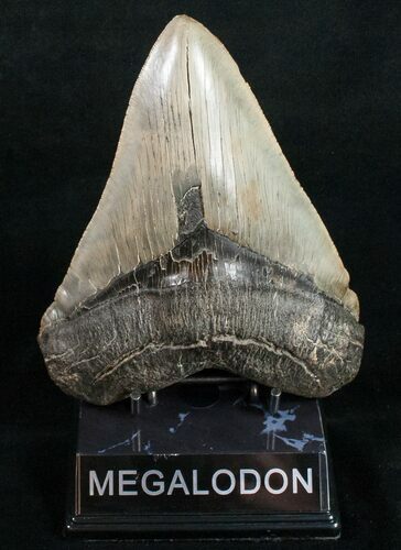 Massive Megalodon Tooth - South Carolina #10792